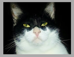 Cat Cat